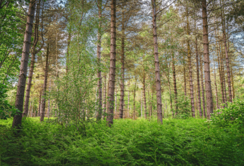 مباراة ولوج المعهد الملكي للتقنيين المتخصصين في المياه والغابات بسلا 2025-2026