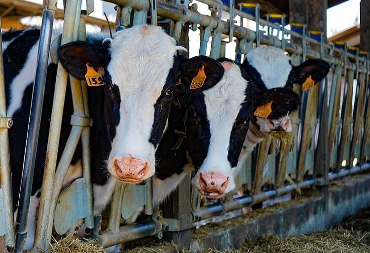 مباراة مستوى التأهيل الفلاحي المعهد التقني الفلاحي بتاونات 2019