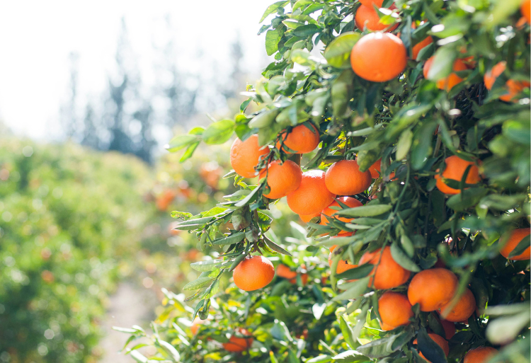 مباراة ولوج السنة الأولى تأهيل بمركز التأهيل الفلاحي بولماس 2024-2025