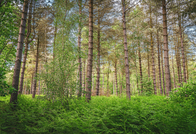 مباراة ولوج المعهد الملكي للتقنيين المتخصصين في المياه والغابات بسلا 2025-2026